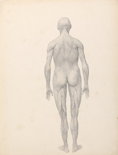 A Comparative Anatomical Exposition of the Structure of the Human Body with that of a Tiger and a Cow by George Stubbs